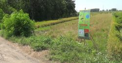 Tanah Kavling Trusmi